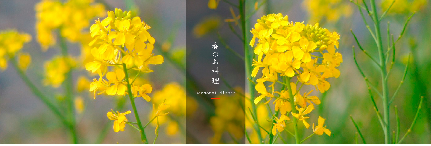 春のお料理 「弁慶鮨」では、新鮮なネタを一つ一つ丁寧に仕込んみここを込めて握った寿司と、四季を五感で存分に味わっていただける和の心と技術を盛り込んだ割烹料理をご用意しております。