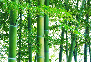 四字熟語に秘められた意外な真実