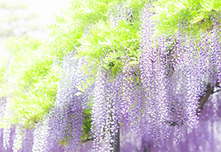 彩り豊かな日本 和の色