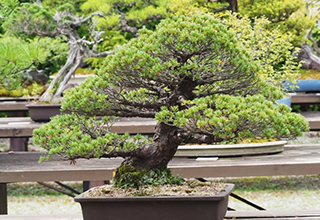 外国人にも大人気『さいたま市大宮盆栽美術館』