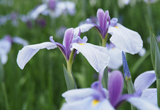 そっくりさんの花シリーズ1『アヤメ科の花の見分け方と花言葉』