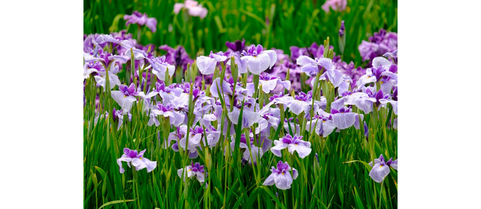 そっくりさんの花シリーズ1『アヤメ科の花の見分け方と花言葉』