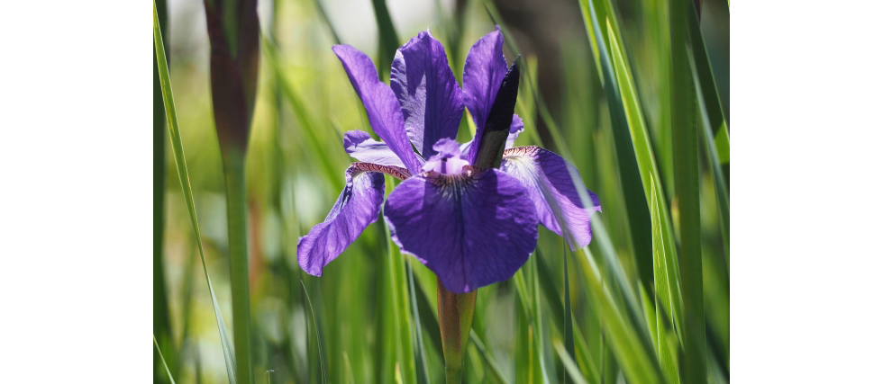 アヤメ（菖蒲/文目）