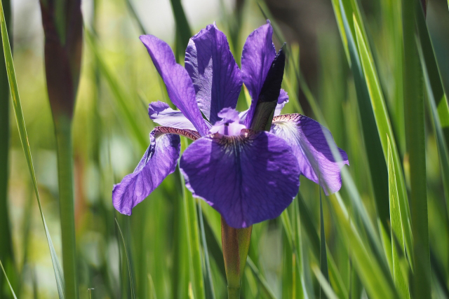 アヤメ（菖蒲/文目）