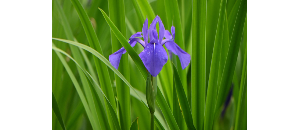 カキツバタ（杜若/燕子花）