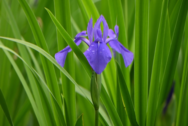 カキツバタ（杜若/燕子花）