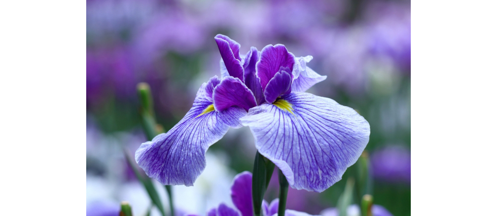 ハナショウブ（花菖蒲）