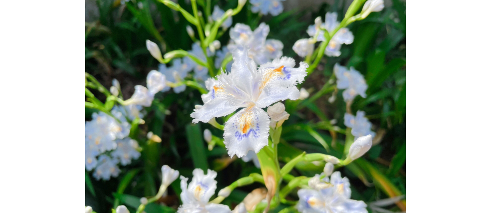 シャガ（著莪/射干）