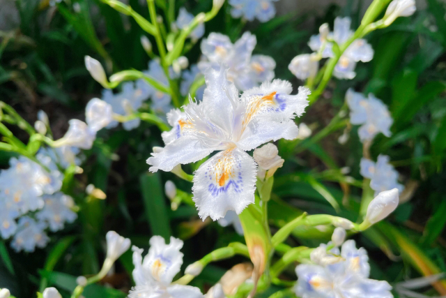 シャガ（著莪/射干）