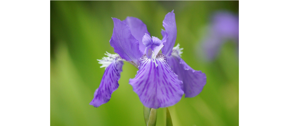 イチハツ（一初/一八/逸初）