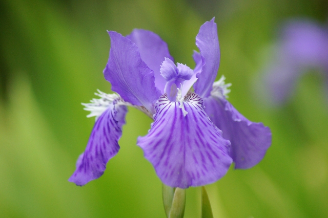 イチハツ（一初/一八/逸初）