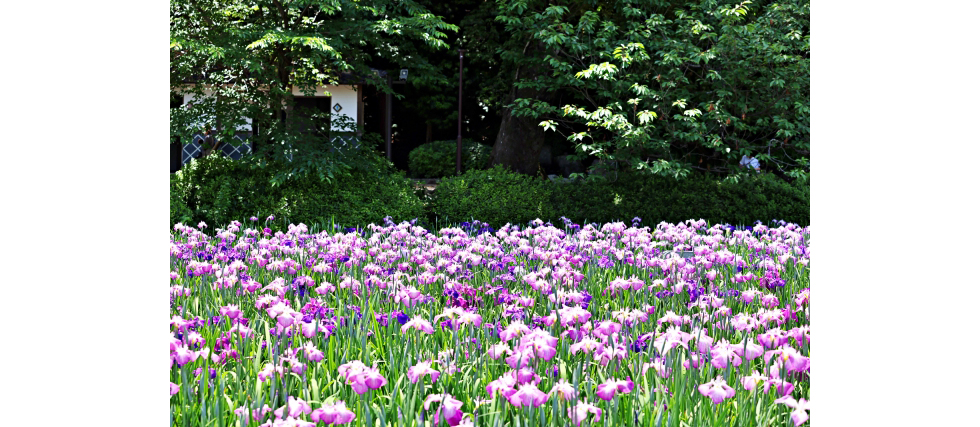 そっくりさんの花シリーズ1 『アヤメ・カキツバタ・ハナショウブ・シャガ・イチハツ』見分け方と花言葉まとめ
