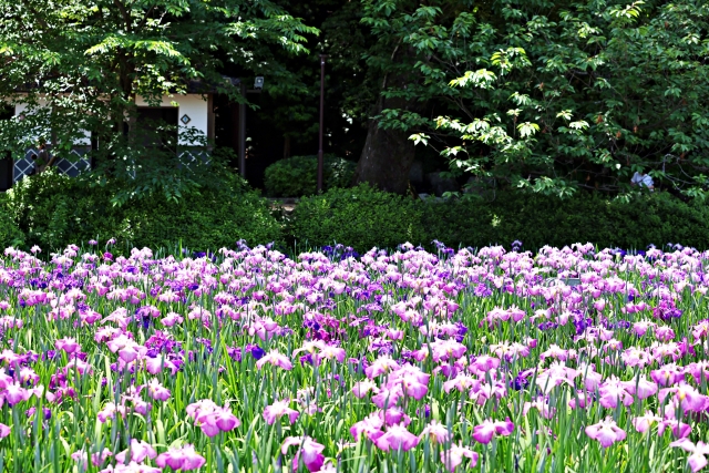 そっくりさんの花シリーズ1 『アヤメ・カキツバタ・ハナショウブ・シャガ・イチハツ』見分け方と花言葉まとめ