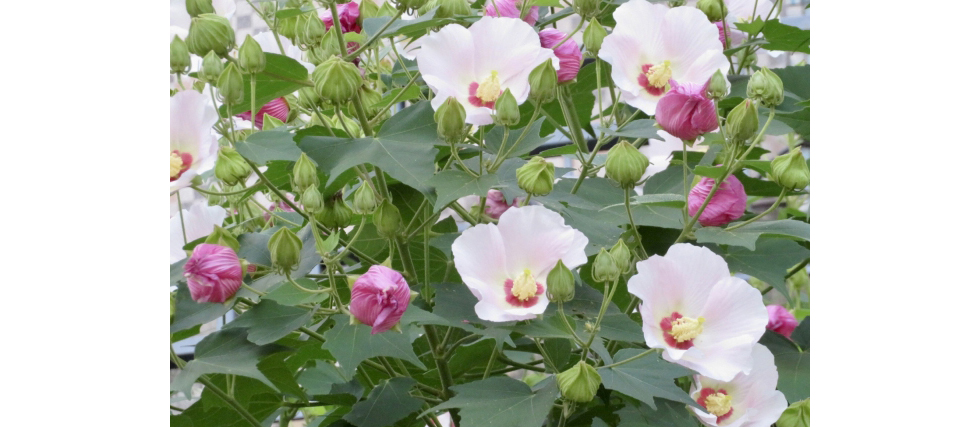 そっくりさんの花シリーズ2 『アオイ科の花の見分け方と花言葉』