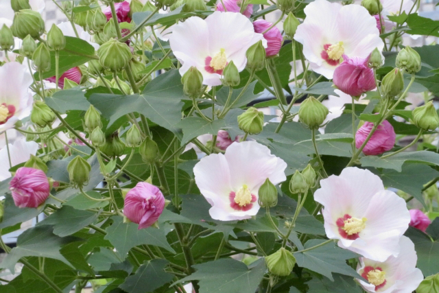 そっくりさんの花シリーズ2 『アオイ科の花の見分け方と花言葉』