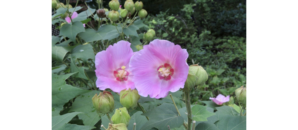 フヨウ（芙蓉）