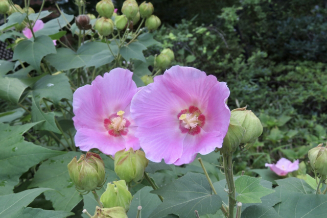 フヨウ（芙蓉）