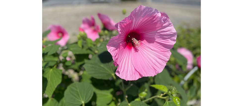 アメリカフヨウ