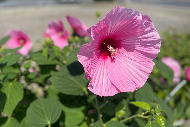 アメリカフヨウ