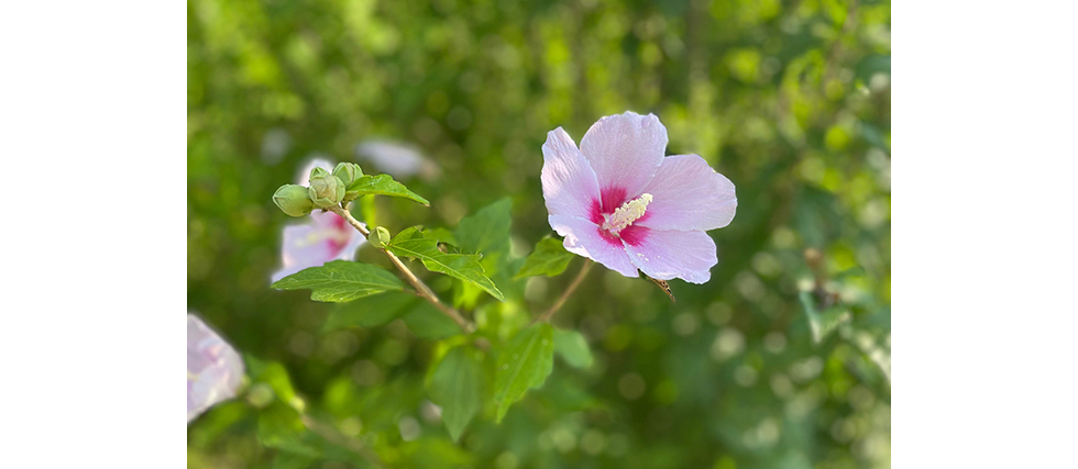 ムクゲ（木槿）