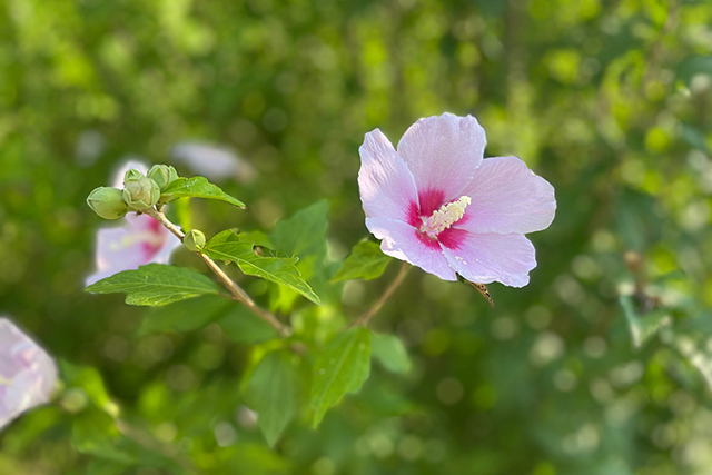 ムクゲ（木槿）