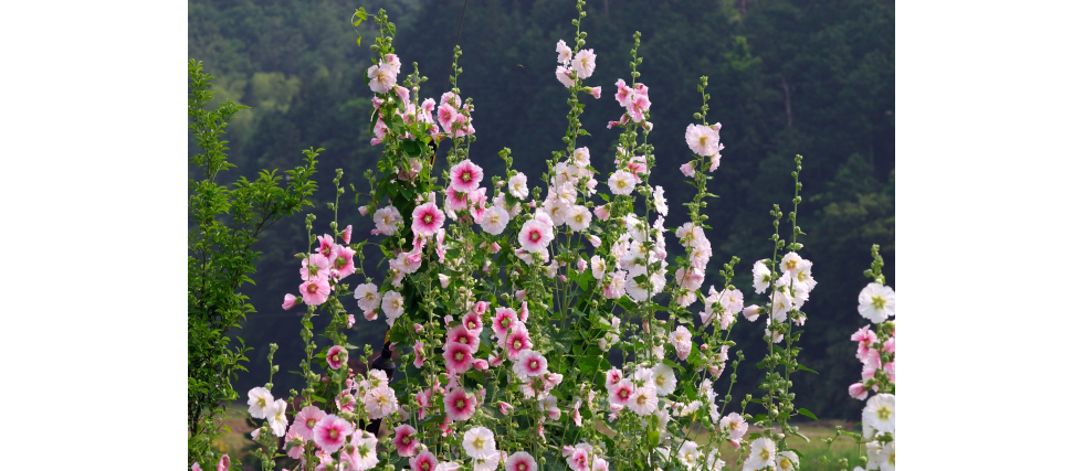 タチアオイ（立葵）