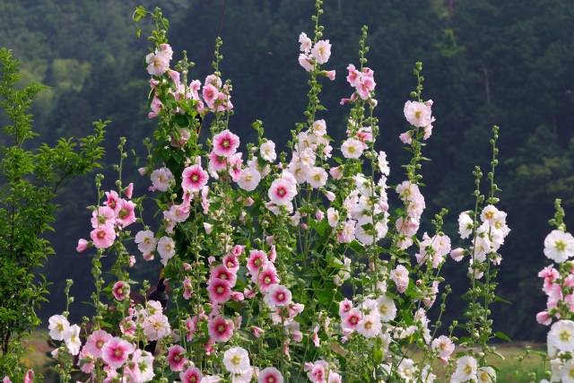 タチアオイ（立葵）