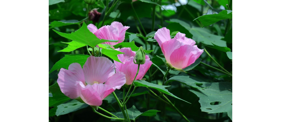 アオイ科の花の花言葉