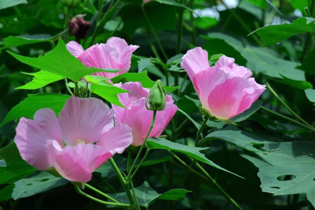 アオイ科の花の花言葉