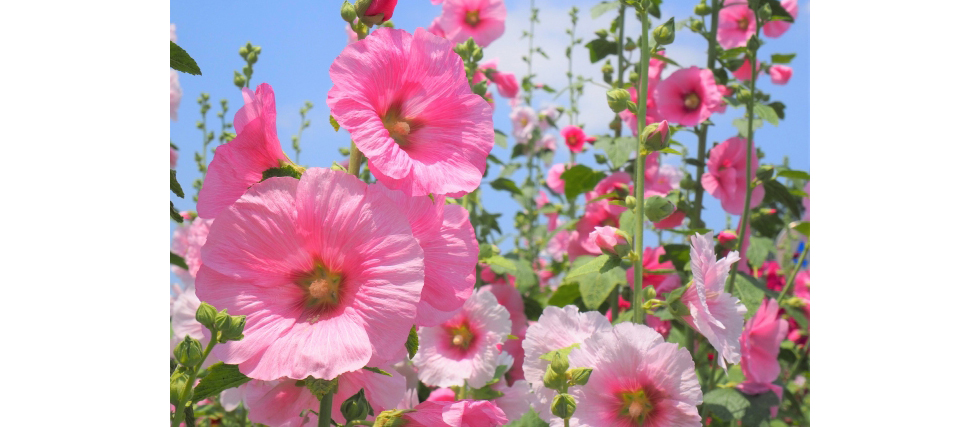 そっくりさんの花シリーズ2 アオイ科『アオイ科の花の見分け方と花言葉』 まとめ