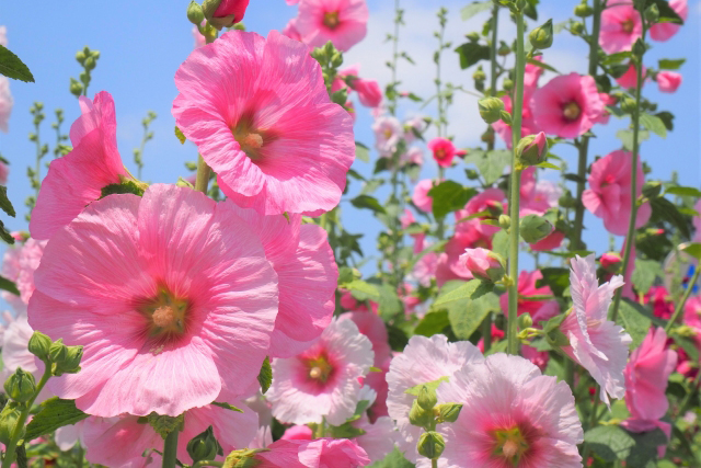そっくりさんの花シリーズ2 アオイ科『アオイ科の花の見分け方と花言葉』 まとめ
