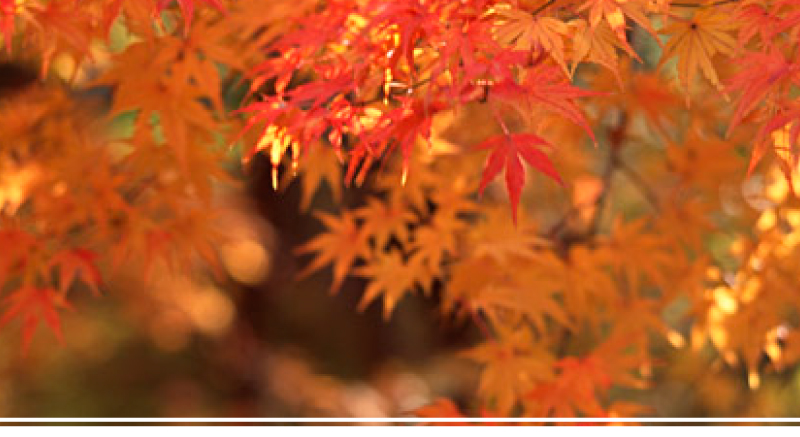 秋のお料理 「弁慶鮨」では、新鮮なネタを一つ一つ丁寧に仕込んみここを込めて握った寿司と、四季を五感で存分に味わっていただける和の心と技術を盛り込んだ割烹料理をご用意しております。