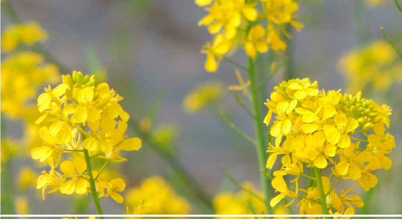 春のお料理 「弁慶鮨」では、新鮮なネタを一つ一つ丁寧に仕込んみここを込めて握った寿司と、四季を五感で存分に味わっていただける和の心と技術を盛り込んだ割烹料理をご用意しております。